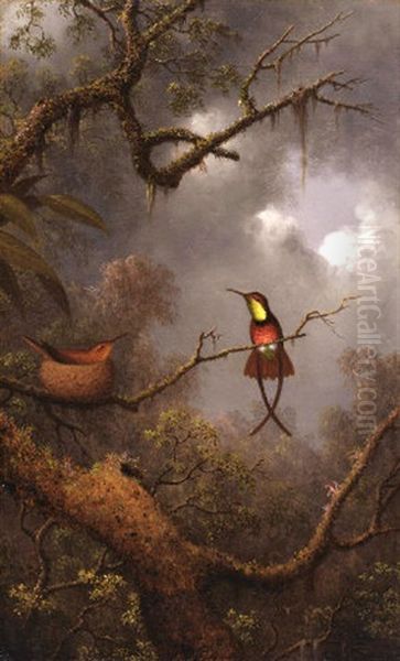 Crimson Topaz Hummingbirds Nesting In A Tropical Forest - view 1