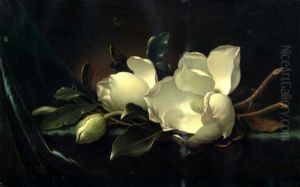 Magnolia Blossoms On Blue Velvet by Martin Johnson Heade