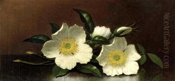 Cherokee Roses - view 1