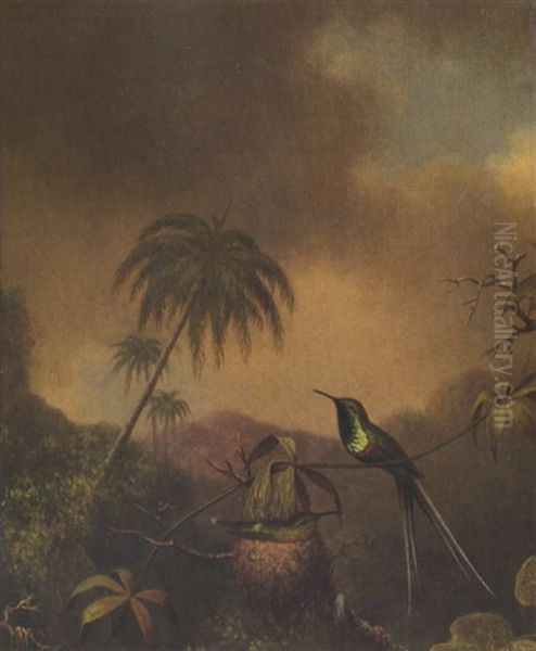 Thorn-tail, Brazil - view 1