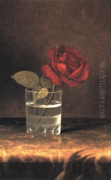 A Red Rose - view 1