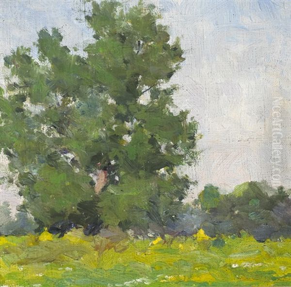 Trees Study, Summertime - view 1