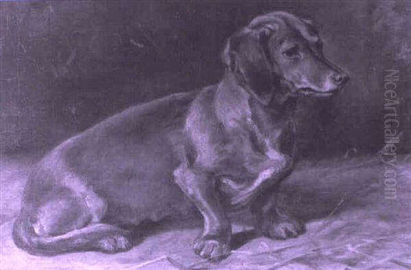 Dachshund - view 1