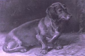 Dachshund