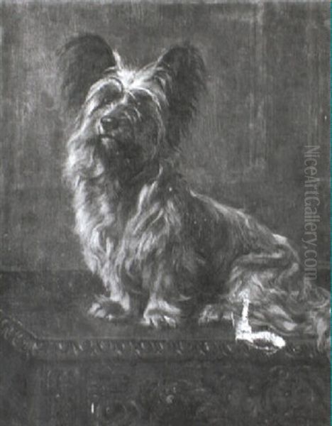 Yorkshire Terrier - view 1