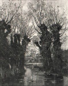 Kopfweidenbaume Am Wasser