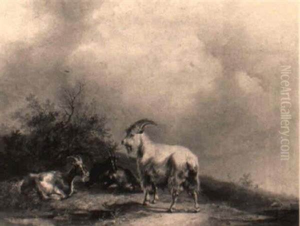 Ruhende Ziegen - view 1