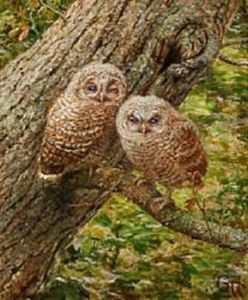 Two Owls Sitting On A Branch