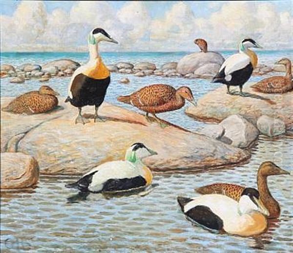 Coastal Scene With Eiders - view 1