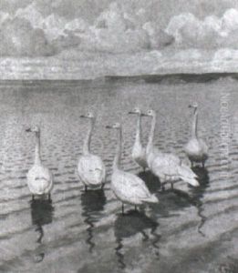 Staende Svaner Ved Vandkant by Gerhard Heilmann