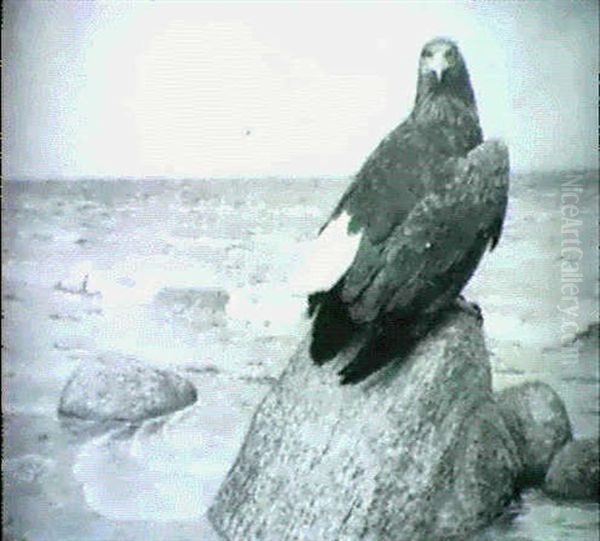 Seeadler An Meereskuste - view 1