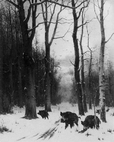 Rotte Wildsauen In Abendlicher Winterlandschaft - view 1