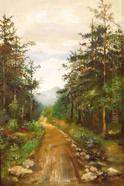 Waldweg Gesaumt Von Kiefern - view 1