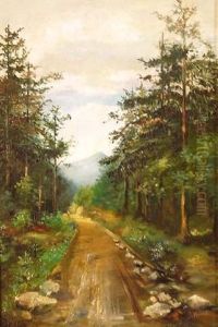 Waldweg Gesaumt Von Kiefern