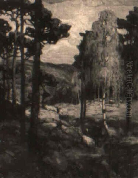 Extensive Forest Landscape - view 1