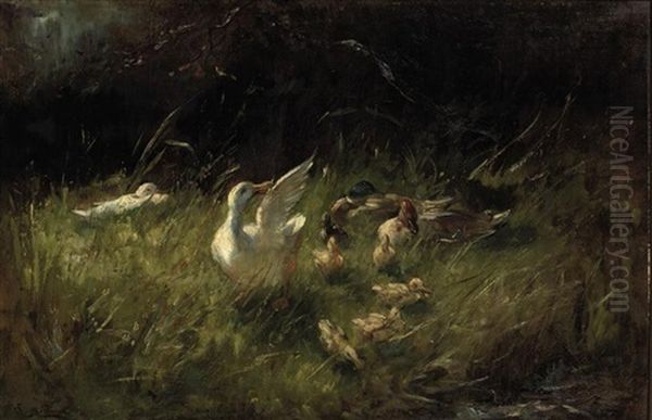 Ducks And Ducklings In The Grass - view 1