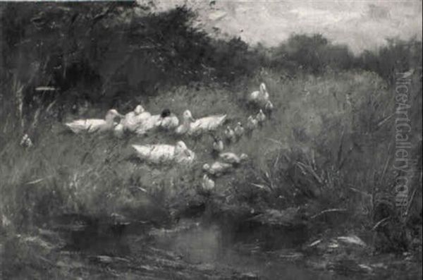 Ducks Along A Ditch - view 1