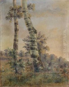 Etude De Deux Troncs De Bouleau (study) by Pierre-Jean Hellemans