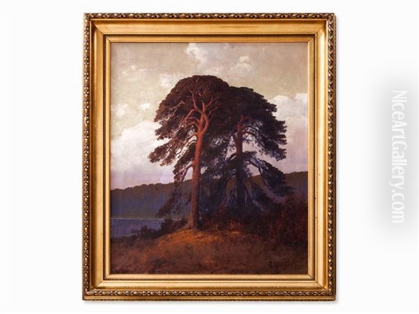 Trees In The Sunset - view 1