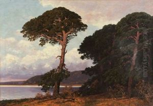 Kieferngesaumtes Markisches Seeufer Im Abendlicht