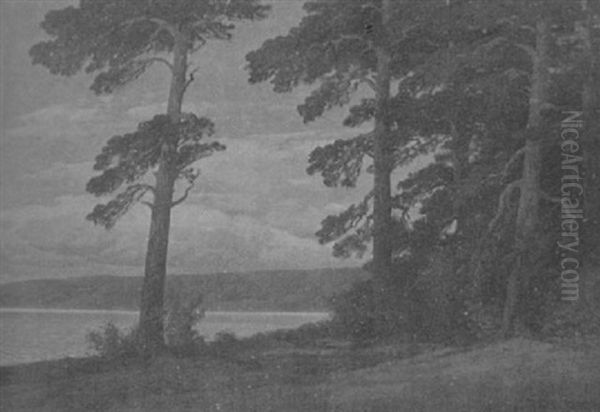 Kustlandskap Med Tallar, Solnedgangsstamning - view 1