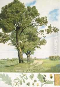 Botanical Studies by Thomas Bannwarth