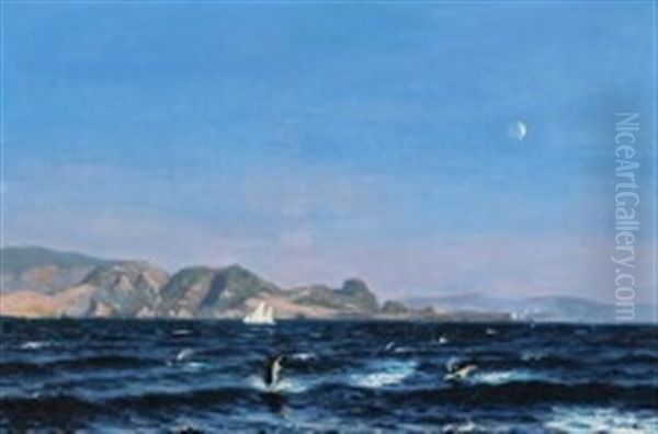 Early Night Scene With A Flock Of Harbour Porpoises Jumping Out Of The Water - view 1