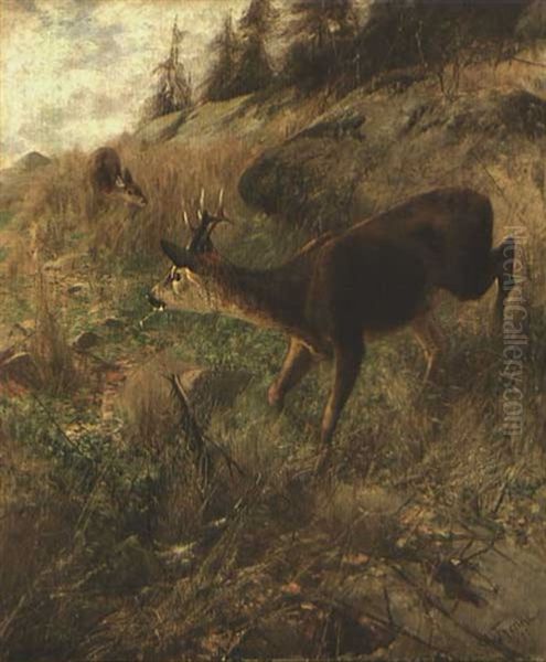 Rehbock - view 1