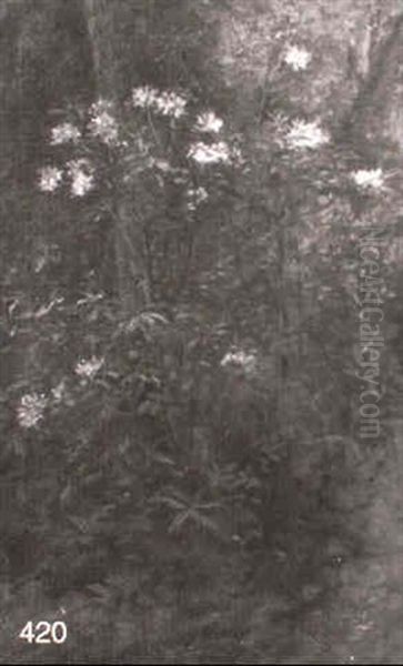 Flowering Shrub - view 1