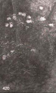 Flowering Shrub