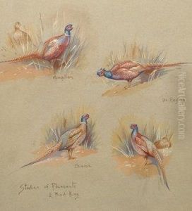 Studies Of Pheasants
