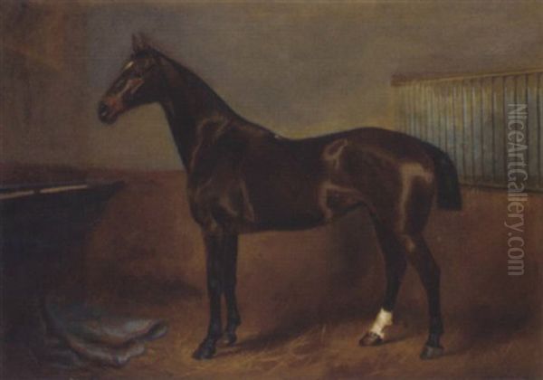 "zill", A Dark Brown Horse In A Stable - view 1
