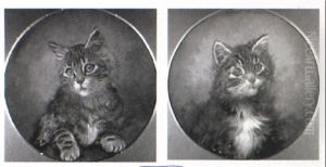 Portraits Of Tabby Kittens by Wilson Hepple