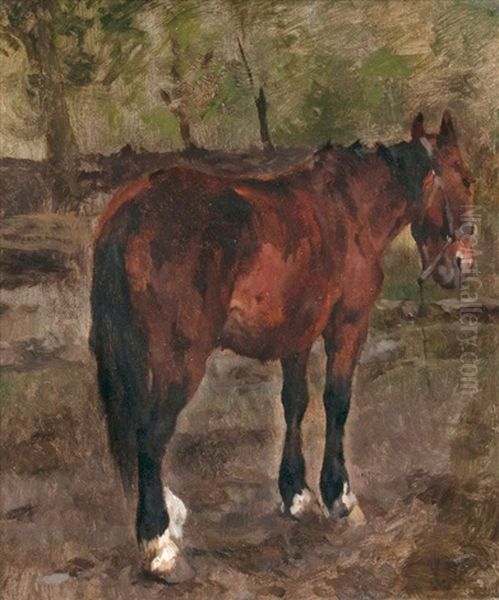 Stehendes Pferd - view 1