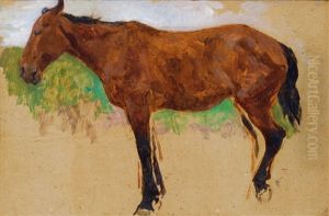 Study Of A Horse Study Of A Horse