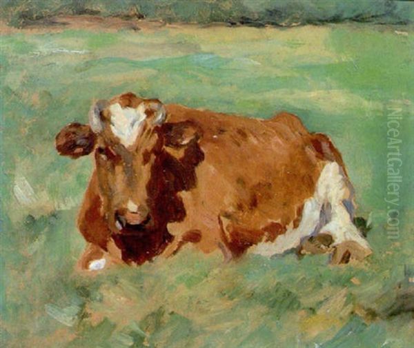 A Resting Cow - view 1