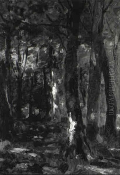 Wald Inneres - view 1