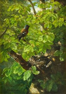 Chaffinches With Nest In A Beech Tree
