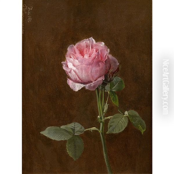 Rose - view 1