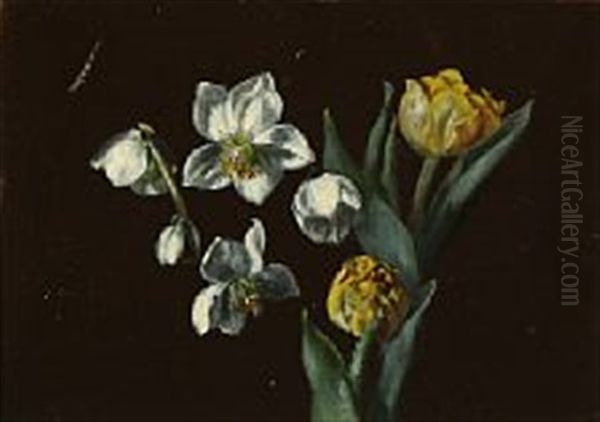Flowering Petunia And White Anemones And Yellow Tulips - view 1