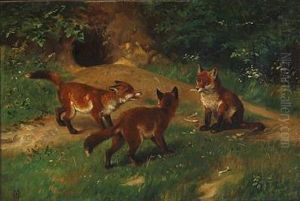 Three Fox Cubs Playing In Forest Three Fox Cubs Playing In Forest