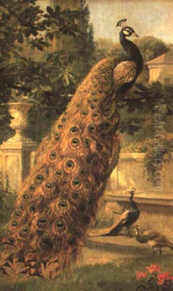 Peacocks In A Park - view 1