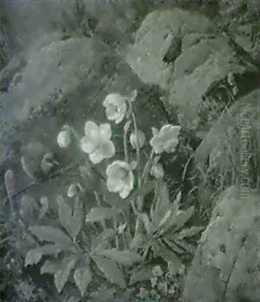 Skovbund Med Franske Anemoner                               Og Graspurv - view 1