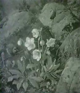 Skovbund Med Franske Anemoner                               Og Graspurv