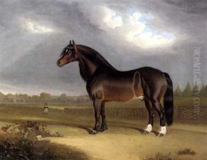 Lord Bolton's "pride Of England"