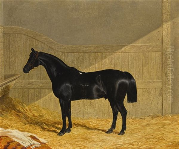 Black Horse In A Stable - view 1