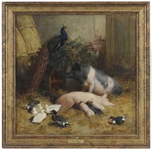 Pigs