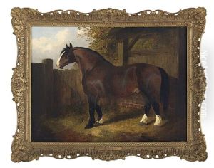 Belgian Draft Horse