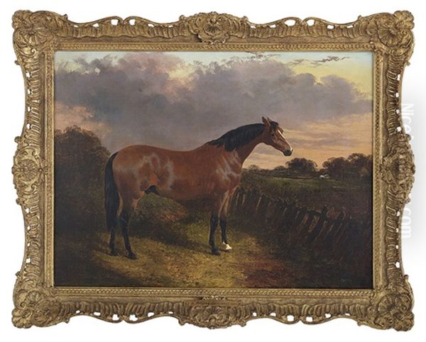 Bay Stallion - view 1