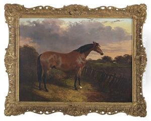 Bay Stallion